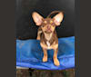 Ouija, a Chihuahua and Rat Terrier mix tested with EmbarkVet.com