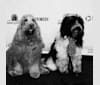 Gilligan, a Poodle (Standard) and Golden Retriever mix tested with EmbarkVet.com