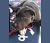 Hayate, an American Pit Bull Terrier and American Staffordshire Terrier mix tested with EmbarkVet.com