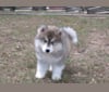 Diva, a Siberian Husky tested with EmbarkVet.com
