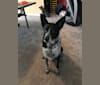 Bandit, a German Shepherd Dog and Border Collie mix tested with EmbarkVet.com