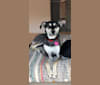 Dottie, an Indian Indigenous Dog and Doberman Pinscher mix tested with EmbarkVet.com