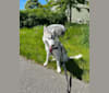 Tali a dog tested with EmbarkVet.com