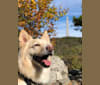Dug, a Keeshond and Siberian Husky mix tested with EmbarkVet.com