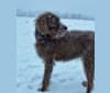 Photo of Foothills Ada Reece, a Pudelpointer  in Flowery Branch, GA, USA