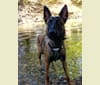 Knox, a German Shepherd Dog and Belgian Malinois mix tested with EmbarkVet.com