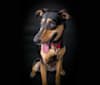 Marley, a German Shepherd Dog and Labrador Retriever mix tested with EmbarkVet.com