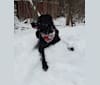 Photo of Chowder, a Siberian Husky, Labrador Retriever, and Golden Retriever mix in Ludington, Michigan, USA