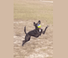 Granger, a Staffordshire Terrier and Cocker Spaniel mix tested with EmbarkVet.com