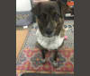 Minnow, a German Shepherd Dog and Great Pyrenees mix tested with EmbarkVet.com