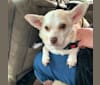 Photo of Dusty, a Chihuahua, Shih Tzu, Rat Terrier, Poodle (Small), and Mixed mix in Texas, USA