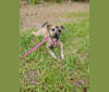 Moxie, an American Pit Bull Terrier and Chow Chow mix tested with EmbarkVet.com
