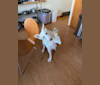 Lawine, a German Shepherd Dog tested with EmbarkVet.com