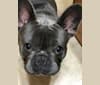 Lucy, a French Bulldog tested with EmbarkVet.com