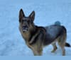BoJack, a German Shepherd Dog tested with EmbarkVet.com