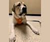 Photo of Riggs, a Great Pyrenees, American Pit Bull Terrier, and Boxer mix in Odessa, Missouri, USA