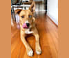 Zoe, an American Bulldog and Siberian Husky mix tested with EmbarkVet.com