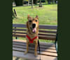 Winnie, a Formosan Mountain Dog tested with EmbarkVet.com