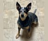 Photo of Geo, an Australian Cattle Dog, Rat Terrier, and Mixed mix in Maury County, TN, USA