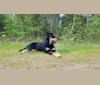 Photo of Dayna, a Labrador Retriever and Doberman Pinscher mix in Columbia, South Carolina, USA