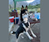 Sigyn, a Siberian Husky and Shetland Sheepdog mix tested with EmbarkVet.com