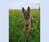K'eyush, a Belgian Shepherd tested with EmbarkVet.com