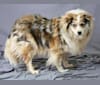 Lois, an American Eskimo Dog and Australian Shepherd mix tested with EmbarkVet.com