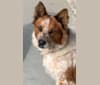 Ozzie, an Australian Cattle Dog and Border Collie mix tested with EmbarkVet.com