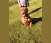 Photo of Brutis II, a Dogue de Bordeaux  in Mt Gilead, Ohio, USA
