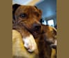 Photo of Zeke, an American Pit Bull Terrier, American Bulldog, American Staffordshire Terrier, and Mixed mix in One of A Kind Pet Rescue, West Market Street, Akron, OH, USA