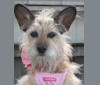 Clarice, a Chihuahua and Rat Terrier mix tested with EmbarkVet.com