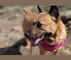 Mally, a Chow Chow and Staffordshire Terrier mix tested with EmbarkVet.com
