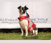 Arlo, a French Bulldog and Beagle mix tested with EmbarkVet.com