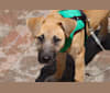 Nikki, a German Shepherd Dog and Chow Chow mix tested with EmbarkVet.com