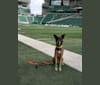 Photo of Blitz, a Belgian Malinois, Staffordshire Bull Terrier, Border Collie, and Dutch Shepherd mix in Regina, Saskatchewan, Canada