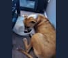 Coffee, an American Pit Bull Terrier and Boxer mix tested with EmbarkVet.com