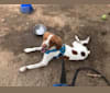 Rosie, a Brittany tested with EmbarkVet.com