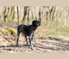 Photo of Oscar, a German Shorthaired Pointer, German Wirehaired Pointer, Brittany, and Munsterlander (Small) mix in Paris, Île-de-France, France