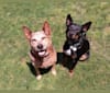 Bear, an Australian Cattle Dog and Beagle mix tested with EmbarkVet.com