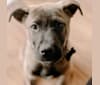 Jones, a Labrador Retriever and German Shepherd Dog mix tested with EmbarkVet.com