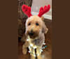 Photo of Dexter, a Goldendoodle  in Missouri, USA
