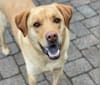 Cooper, a Labrador Retriever and Staffordshire Terrier mix tested with EmbarkVet.com