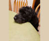 Jack, a Poodle (Small) and Pomeranian mix tested with EmbarkVet.com