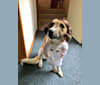 Leia, an Arabian Village Dog tested with EmbarkVet.com