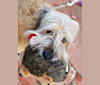 Wicket, a German Shepherd Dog and Poodle (Small) mix tested with EmbarkVet.com