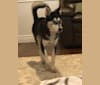 Daisy, a Siberian Husky and Alaskan Malamute mix tested with EmbarkVet.com
