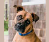 Lucy, a Boxer and American Pit Bull Terrier mix tested with EmbarkVet.com