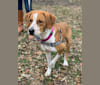 Harper, a Mountain Cur and Redbone Coonhound mix tested with EmbarkVet.com