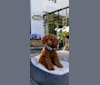 Photo of Layla, a Poodle (Small)  in China