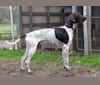 Crixus, a German Shorthaired Pointer and Alaskan-type Husky mix tested with EmbarkVet.com
